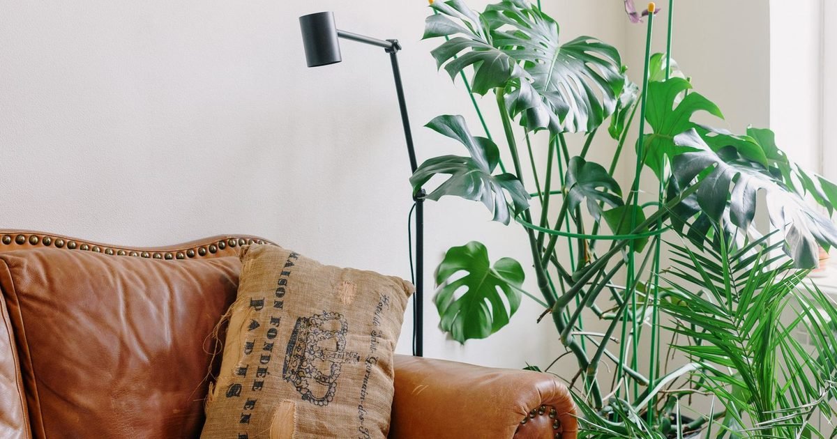 Bright apartment living room with sofa and potted plants